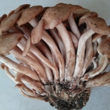 Agarik za skupljanje (bez prstena): fotografija i opis, korisna svojstva